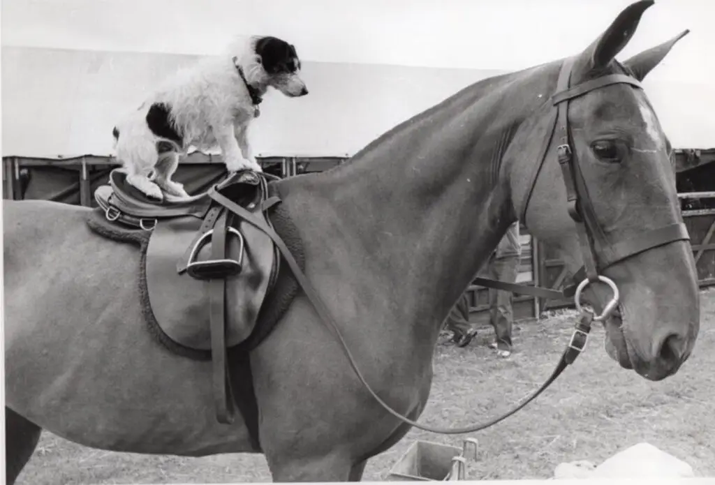 butch carousel